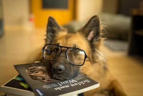 Das Bild zeigt einen Hund mit Brille und Büchern © Pixabay