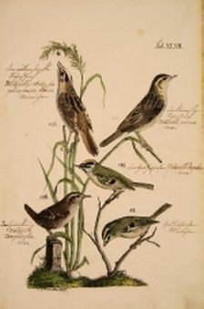 Tafel 47 aus: J. A. Naumann, Naturgeschichte der Land- und Wasser-Vögel...