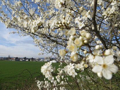 Blick auf Gonsenheim