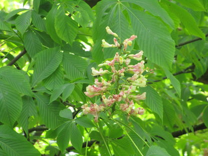 Blüte der Gelben Pavie