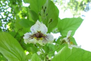 Blüte des Trompetenbaumes © Grün- und Umweltamt