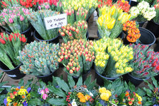 Bildergalerie Wochenmarkt Tulpen am Blumenstand Tulpen in allen Farben auf dem Wochenmarkt