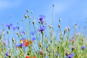 Blick in eine bunte Blumenwiese © @pixabay [gb00f2bbf2; Ralphs_Fotos]