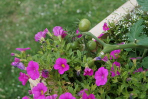 Urban Gardening auf dem Romano-Guardini-Platz © Landeshauptstadt Mainz