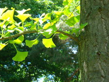 Gingko auf dem Waldfriedhof Mombach