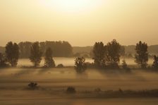 Nebel über dem Laubenheimer Ried