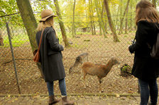 Besucher am Ziegengehege des Zoo Mainz