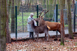 Tiere im Wildpark Gonsenheim © Landeshauptstadt Mainz