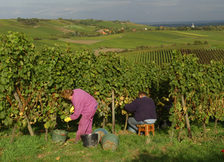 Weinlese in Ebersheim