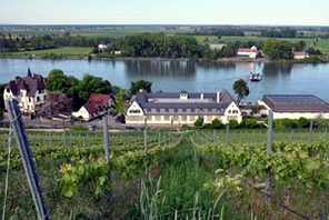 Weinberg mit Weingut © Weingut Louis Guntrum