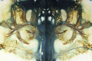 Copyright: Tanja Leonhardt