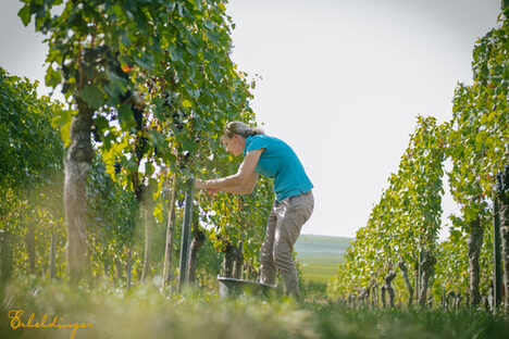 Eine Frau liest Trauben in einem Weinberg.