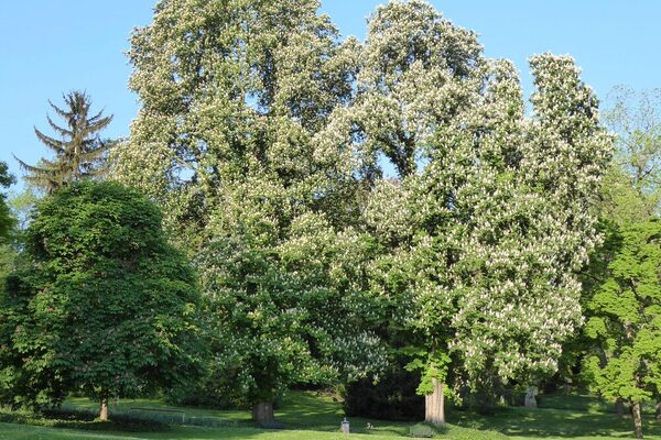 Naturdenkmäler im Stadtpark &copy; Landeshauptstadt Mainz