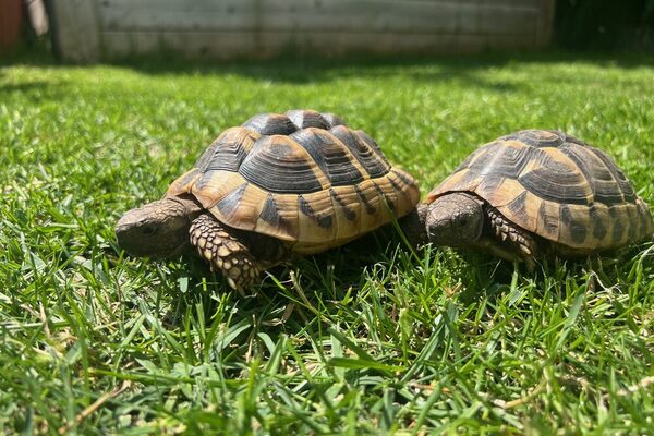 Griechische Landschildkröten © Landeshauptstadt Mainz