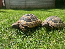 Griechische Landschildkröten