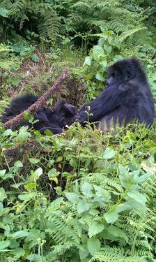 Gorilla-Familie